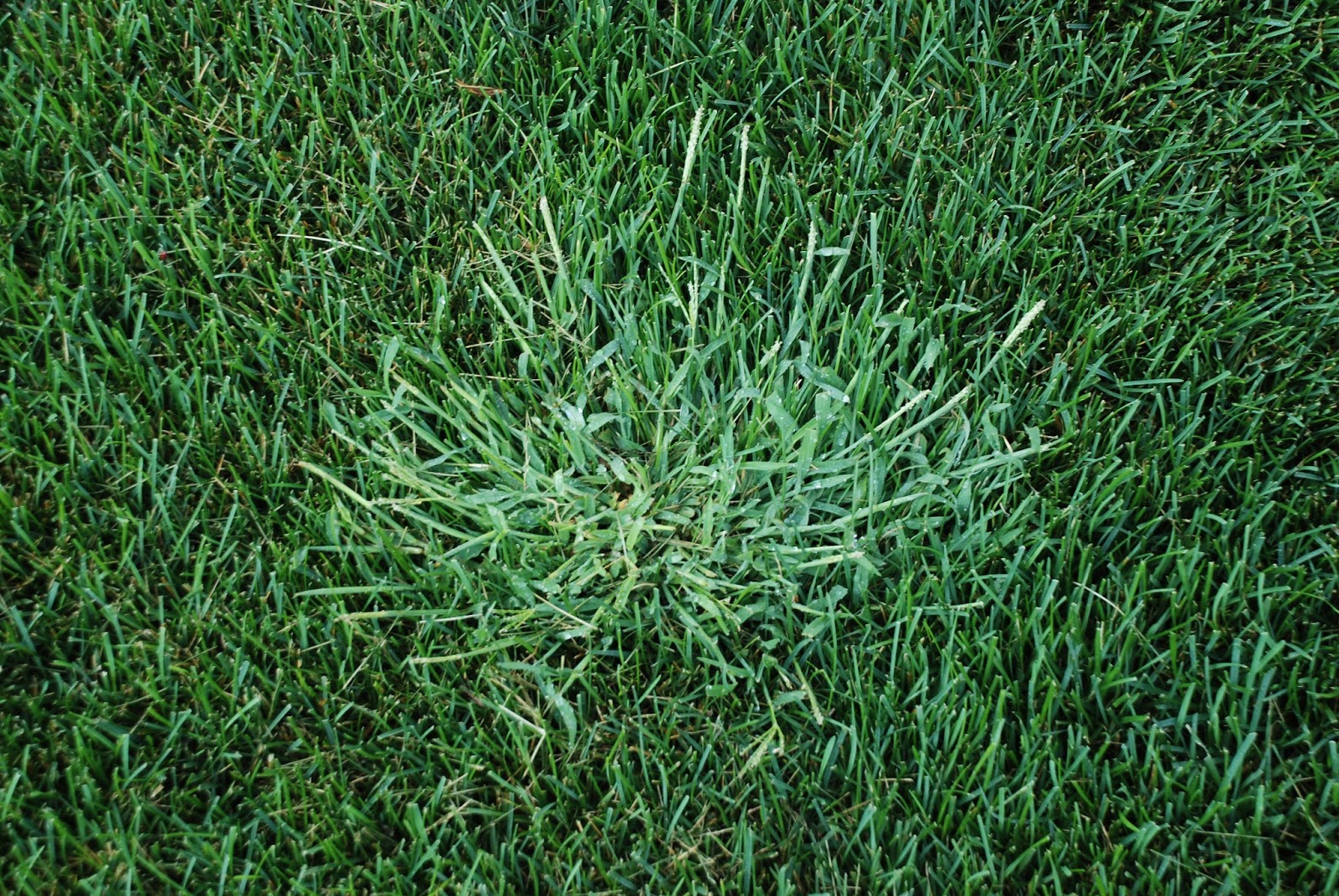 Crabgrass and Spring - Clark's Lawnscapes, Inc.