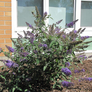 Lo and Behold Butterfly Bush