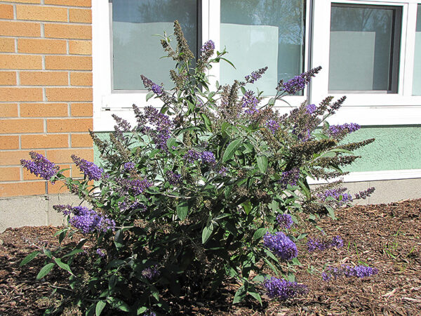 Lo and Behold Butterfly Bush