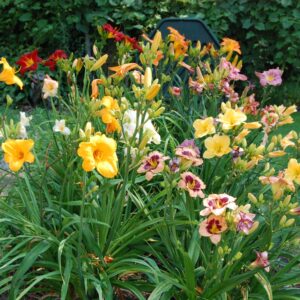 Daylillies, Many sizes and colors