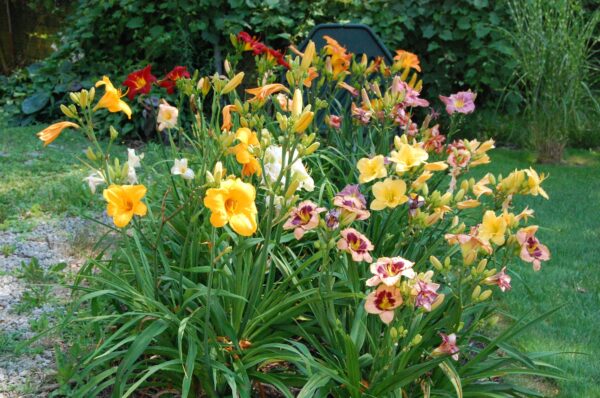 Daylillies, Many sizes and colors
