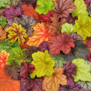 Coral Bells, Many sizes and colors