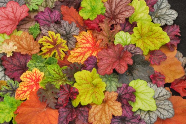 Coral Bells, Many sizes and colors