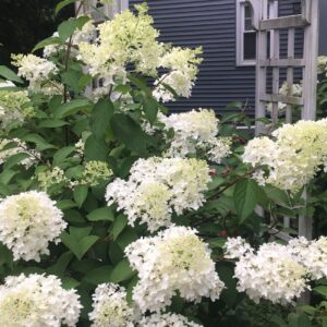 Bobo Hydrangea