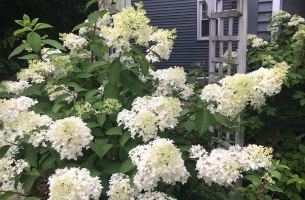 Bobo Hydrangea