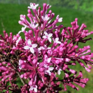 Bloomerang Lilac