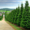 Green Giant Arborvitae