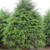Canadian Hemlock